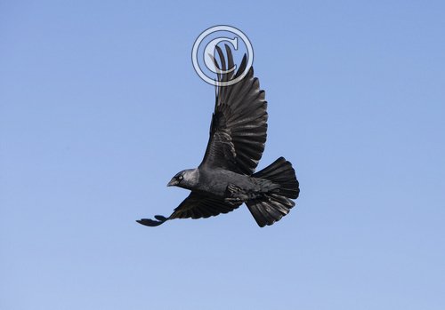 Jackdaw in Flight DM1744